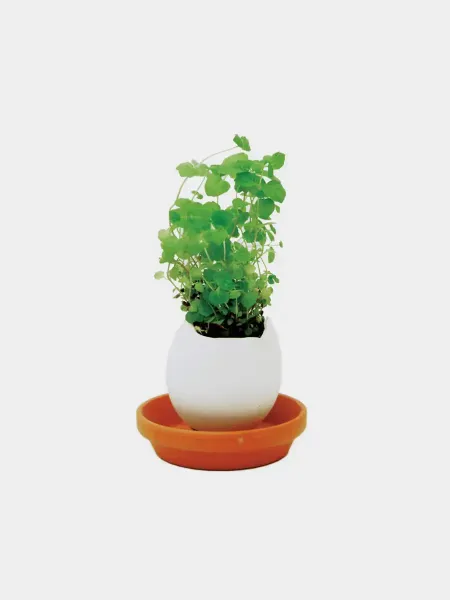 Eggling Crack & Grow Mint