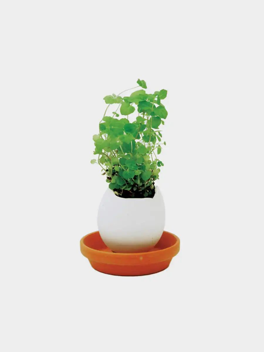 Eggling Crack & Grow Mint