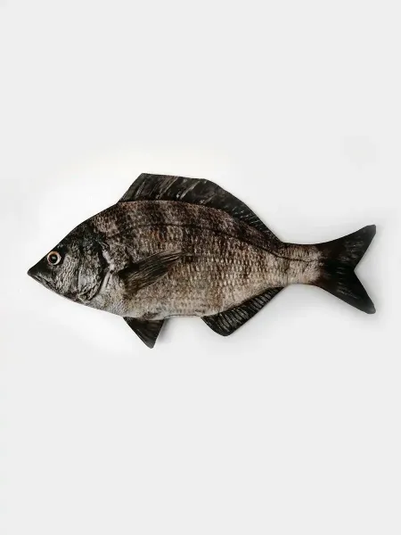 Black Porgy Fish Pencil Case